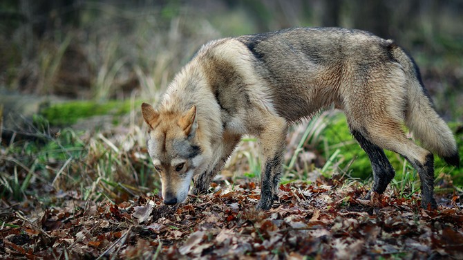 Miliony pomohou zchrannm stanicm a centrm CITES i farmm na ochranu std ped vlky. Operan program ivotn prosted vyhlauje novou vzvu 
